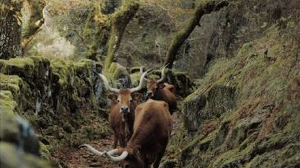 O Caminho Romano